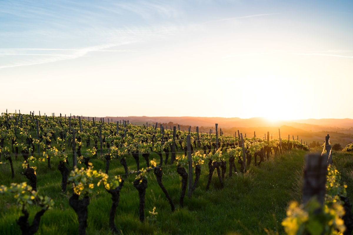 Domaine de la Bongran