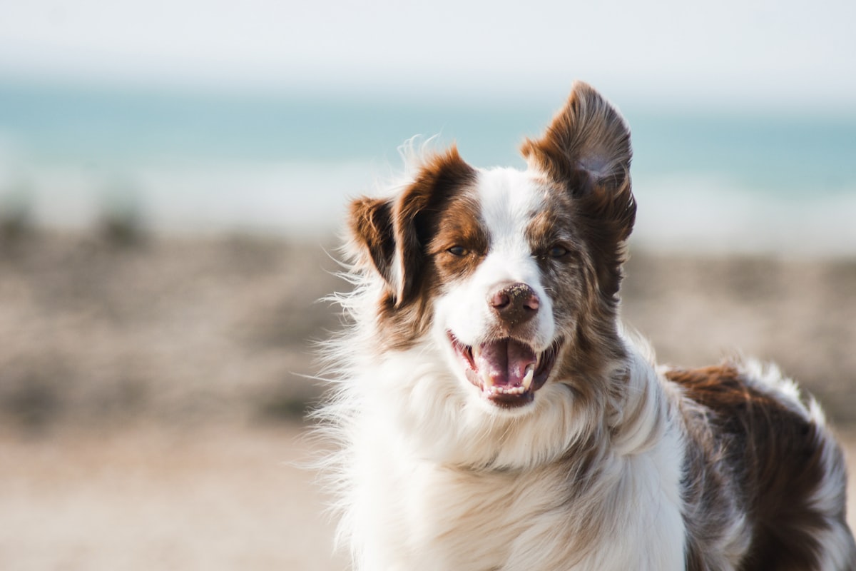 This month's Paws & Whiskers pet of the month