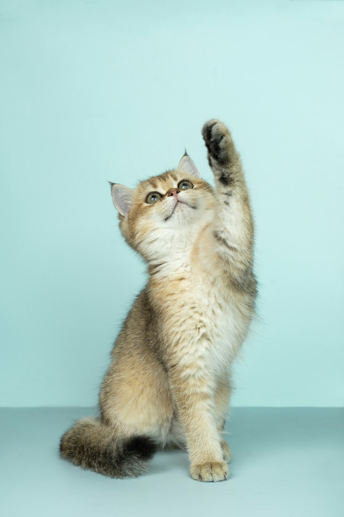 Pet food shelves