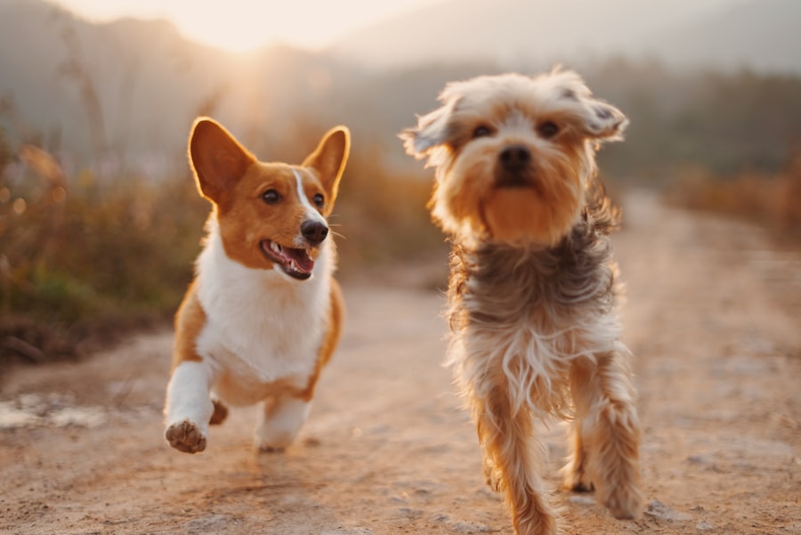 Otto · Westie
